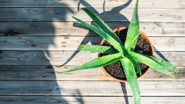 What is Aloe Vera actually about? Here's the benefits.....