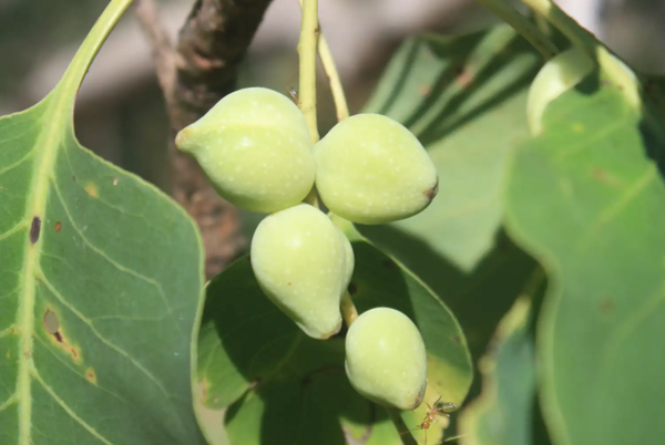 What is Kakadu Plum and why is it so good for your skin?